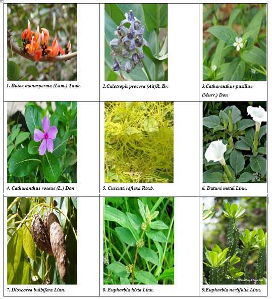 Toxic Plants of the Eastern Ghats Kalvarayan Hills of the Southern
